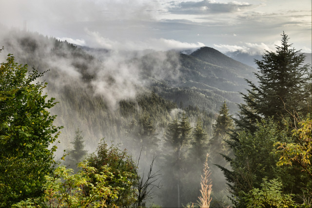 Landschaft Nebel